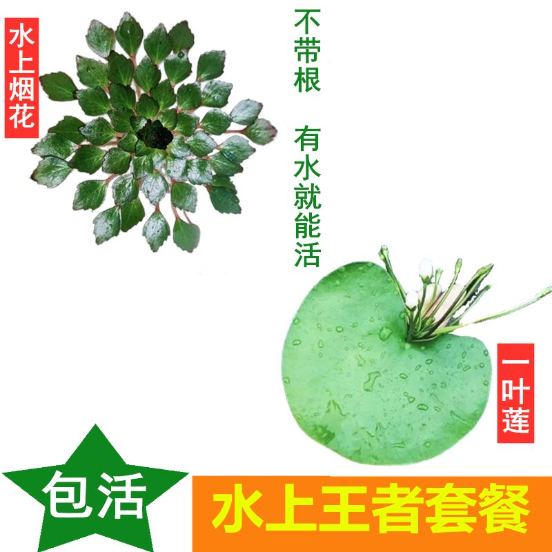 水上烟花黄花菱浮萍水草净化水培水生植物宫廷红色系绿植新手鱼缸