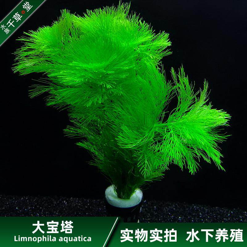 千草堂水族水草缸鱼缸装饰造景后景草坨草淡水活体植物大宝塔