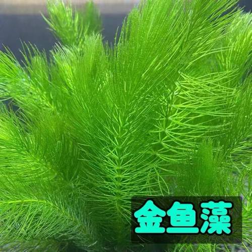 金鱼藻鱼缸造景真水草懒人增氧无需水草泥耐养好活