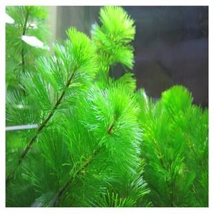 水草造景草鱼缸装 饰活体绿菊新手懒人真水草耐养蜈蚣水草皇冠水草