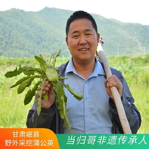 甘肃野外采集蒲公英茶50克泡水泡茶