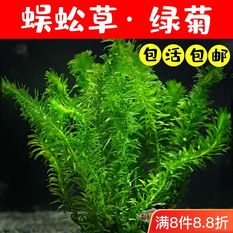 蜈蚣草鱼缸水草植物水培造景阴性草绿植水草观赏鱼懒人后景草养鱼