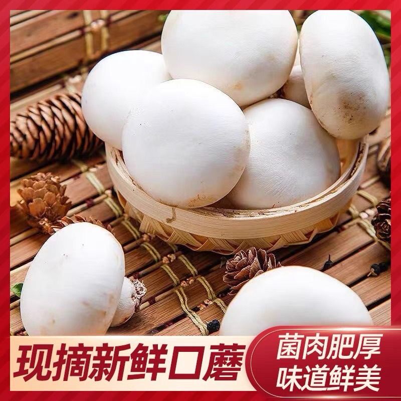 【冷链包邮】现摘口蘑新鲜白蘑菇双孢菇烧烤火锅食材基地直发
