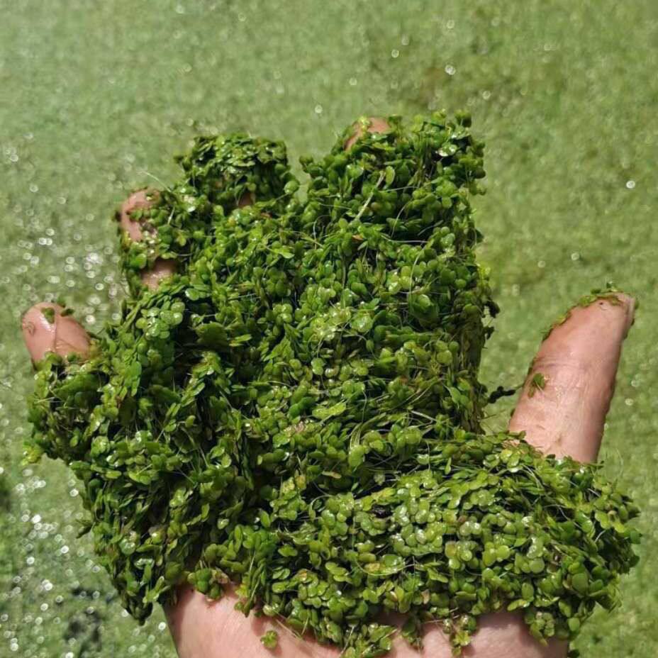 四斤装芝麻萍 芝麻浮萍小青萍小叶浮萍池塘养殖天然然饲料水草