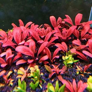 水下叶新手水草极乐鸟淡水前景红色鱼缸草缸造景植物懒人荷兰阴性