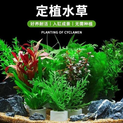 鱼缸懒人水草植物造景水族箱中后景真草净化水质阴性水草套餐组合