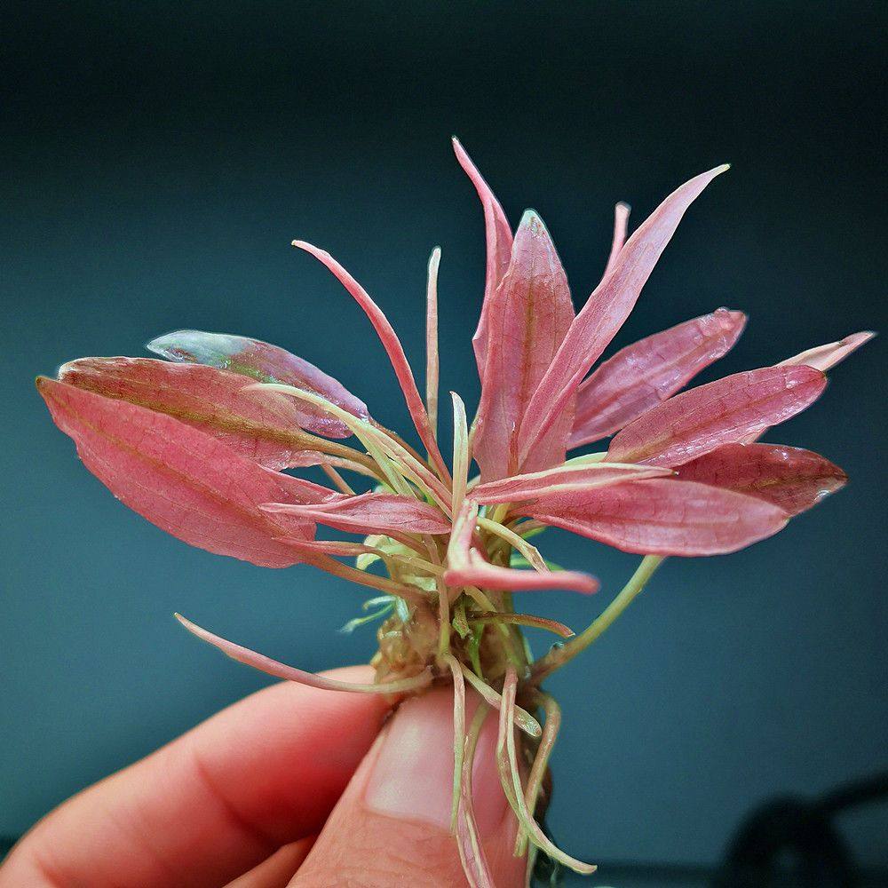 火烈鸟椒草红色中景鲜活真水草植物鱼缸装饰新手懒人阴性淡水增氧