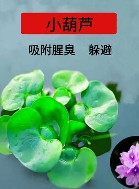 鱼缸造景肚兜浮萍水草圆心萍槐叶萍红毛丹水边水草活体造景装饰