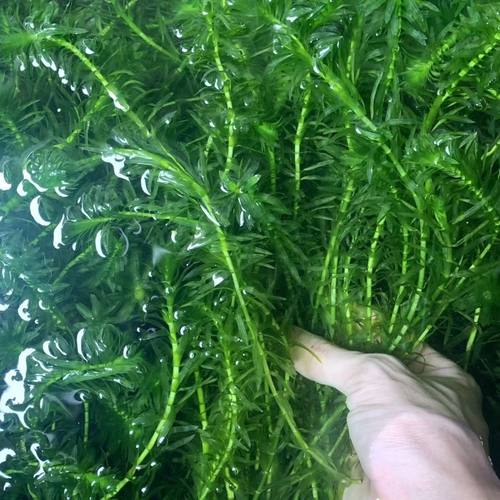 蜈蚣草水草新手植物淡水鱼缸造景好养耐活增氧懒人免换水净化水质