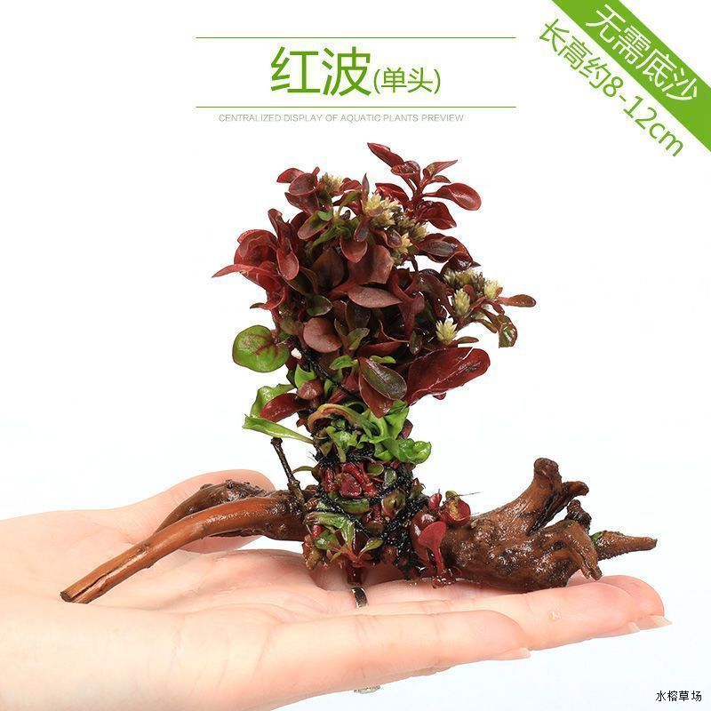 植物沉木水草真好养小宝塔活体绿菊淡水红波坨草小对叶真草造景