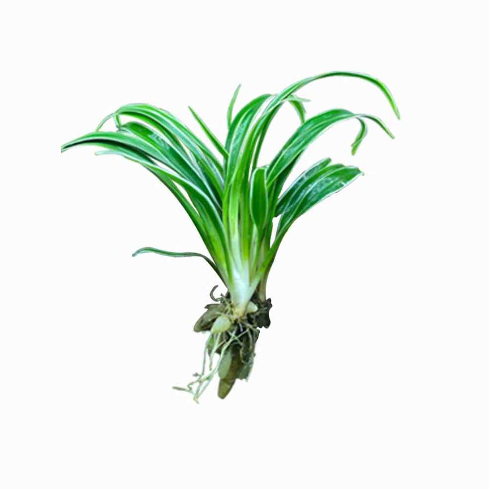 迷你小水兰水草溪流缸造景原生缸植物阴性水培生态鱼缸真草大养鱼