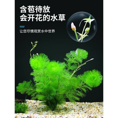 鱼缸造景真水草绿菊花水族箱草缸植物活体懒人新手红松尾中后景草