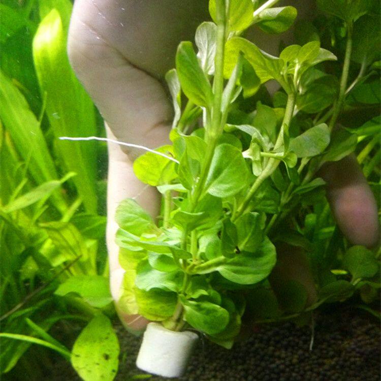 苹果草水草圆叶草有茎类浮萍鱼龟虾缸增氧水生植物水草造景阴性草