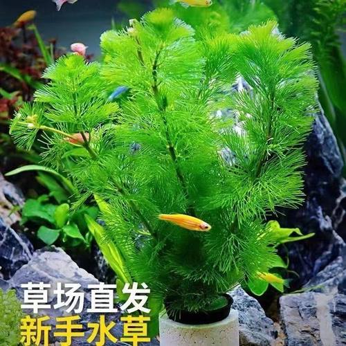 鱼缸懒人水草好养植物简单淡水草缸装饰造景水族箱后景水草组合套