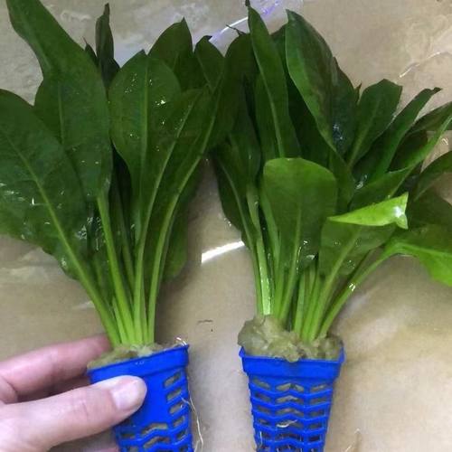 鱼缸水草翡翠皇冠泰国翡翠铁皇冠鱼缸造景阴性新手水草