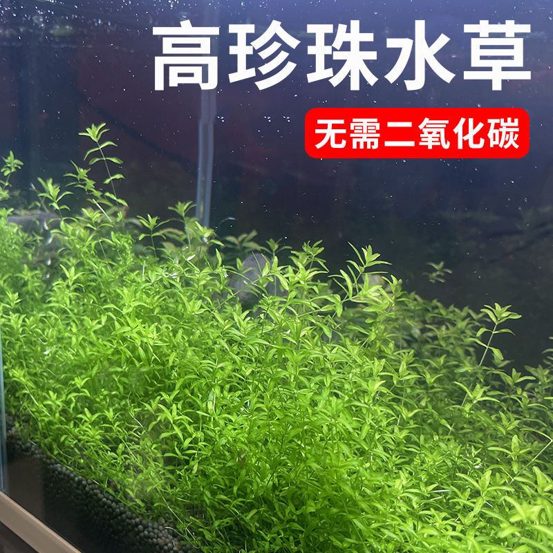 日本珍珠草水下叶珍珠水草鱼缸造景懒人阴性增氧前景净化新手植物