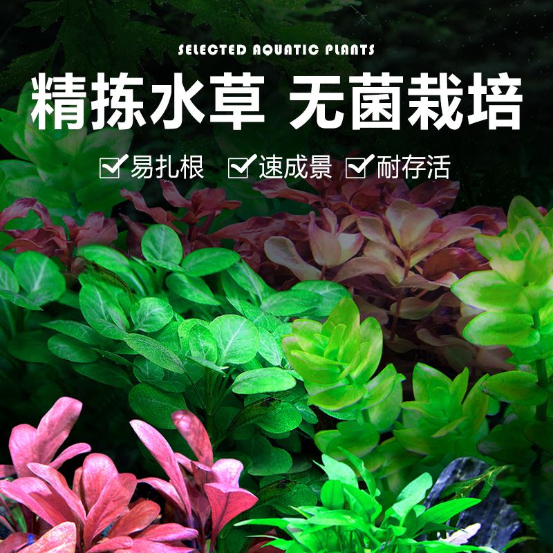 无菌杯前景水草天胡荽迷你牛毛矮珍珠血心兰叉柱花绿温蒂鱼缸造景