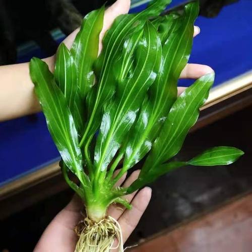 绿九冠迷你九冠大叶九冠好养耐活鱼缸造景增水观赏鱼虾水族