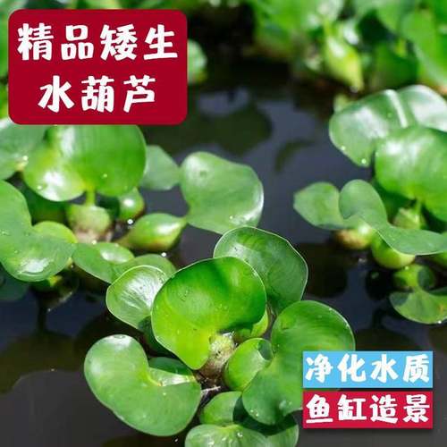 水葫芦浮萍养鱼净化水质鱼塘水草牡丹水芙蓉盆景淡水养龟鱼缸造景