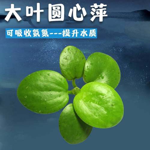 浮萍水草造景植物养鱼净化红毛丹水质圆心水培鱼缸水芙蓉水葫芦