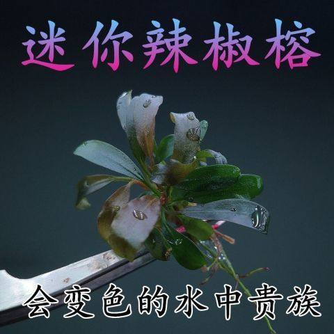 包邮 辣椒榕活体水草大师 布朗尼幽灵红水族箱鱼缸观赏鱼