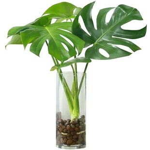 大型开背老桩龟背竹土水培盆栽北欧风大叶除甲醛办公客厅室内绿植