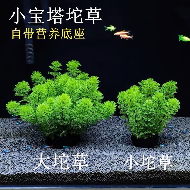 小宝塔水草懒人坨草阴性新手水草阴性淡水造景新手鲜活植物增氧