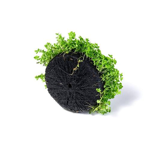 普农水草迷你矮珍珠坨草阴性水草植物鱼缸懒人造景无需打理