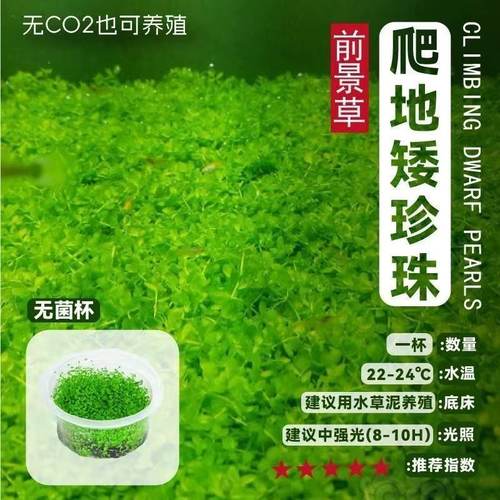 无菌杯水草爬地矮珍珠前景草坪趴地矮鱼缸造景活体阴性新手水草