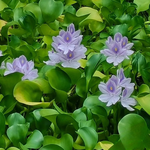 水葫芦浮萍水草净化水质养龟养鱼造景庭院水池水浮莲水声植物养殖
