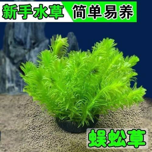 绿菊鱼缸水草后景植物真草蜈蚣草阴性净化水质懒人增氧新手造景