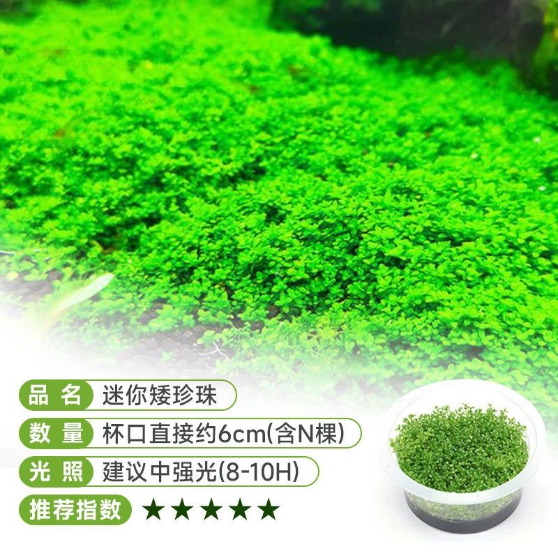 迷你矮珍珠无菌杯水草鱼缸前景草坪造景活体矮水草懒人速成淡水草