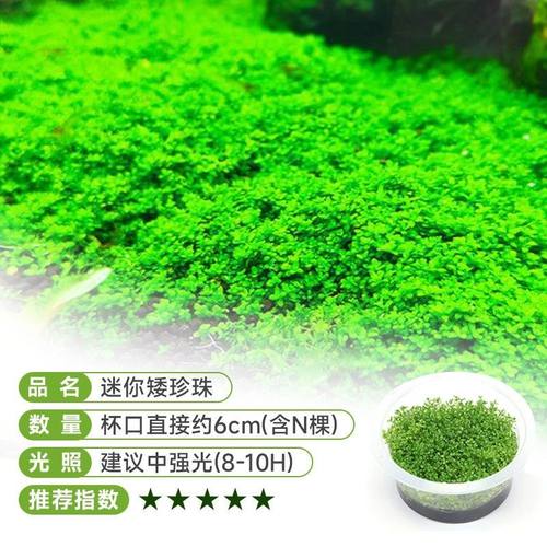 迷你矮珍珠无菌杯水草鱼缸前景草坪造景活体矮水草懒人速成淡水草