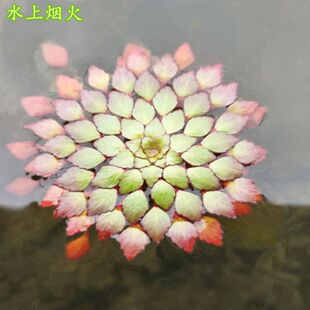 水草浮萍水葫芦水芙蓉一叶莲水培水生植物花卉龟虾鱼缸四季 绿植