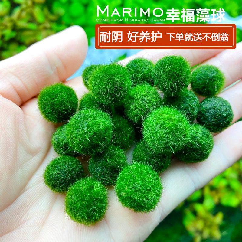 幸福海藻球marimo 微景观生态瓶 绿藻球鱼缸桌面创意迷你水生植物