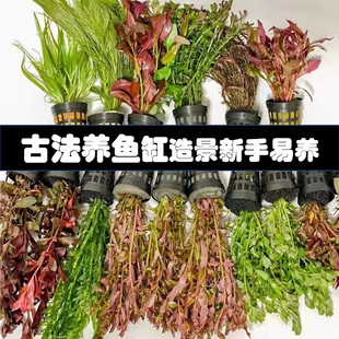 七彩鱼缸懒人水草植物活体淡水有茎草缸造景水族箱水草造景装 饰活