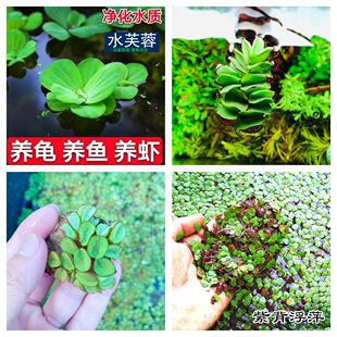 芙蓉莲浮萍水培水生植物养龟鱼缸庭院鱼塘绿化净化水质浮性水草