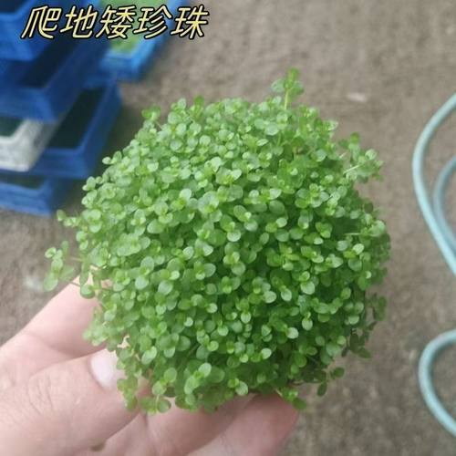 坨草前景水草爬地矮珍珠懒人鱼缸增化阴性造景淡水植物