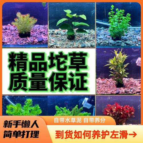 坨草增氧装饰阴性植物鱼缸懒人净化新手水培造景真草淡水无需底沙
