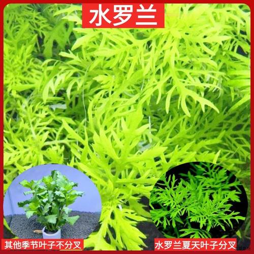 中后景坨草淡水懒人净化易活水质鱼缸阴性水罗兰水草新手水下叶