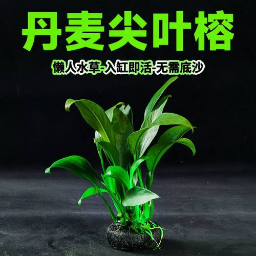 丹麦尖叶榕坨草水榕鱼缸造景绿植好养净化水质精品水皇冠水培和鱼