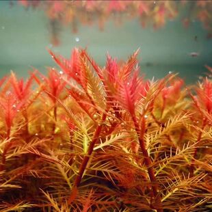 红雨伞水草丹麦水下血红植物鱼缸造景水族箱后景淡水懒人宫廷增氧