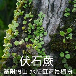 伏石蕨抱树蕨绿植雨林植物水陆缸假山缸攀爬造景常绿叶植物抱石莲