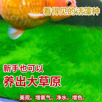 短绒藻种兰寿鱼缸藻种绿水孢子青苔爆藻绿毛地毯绿藻球造景长绒藻