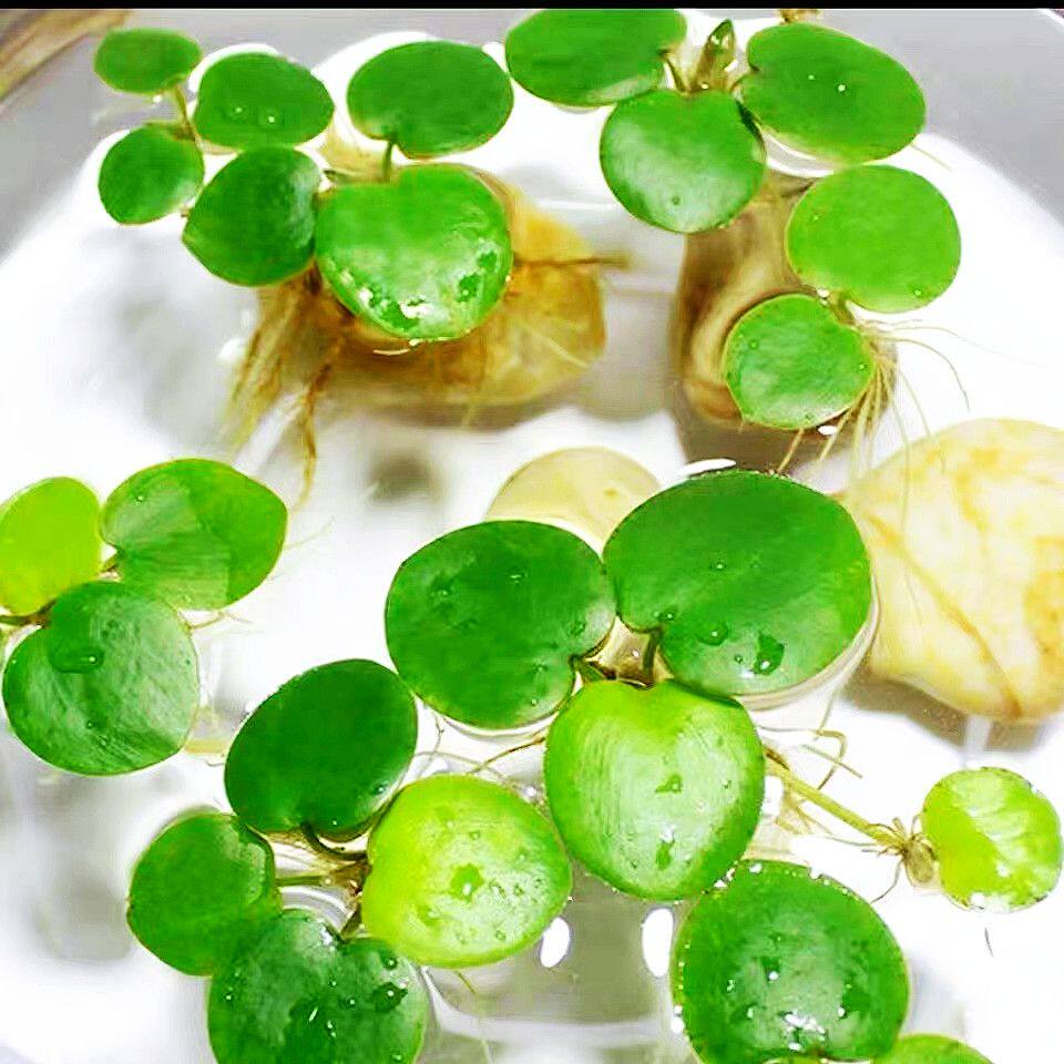 金鱼缸圆心苹果浮萍可防止减少斗鱼跳缸净化水质淡水族箱造景水草