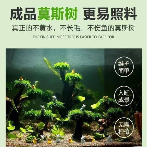 鱼缸造景懒人水草植物水族沉木活莫斯迎客松造型鱼缸微景观莫斯树