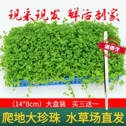 水草缸装饰鱼缸造景水草活体植物迷你爬地矮珍珠草皮前景阴性水草
