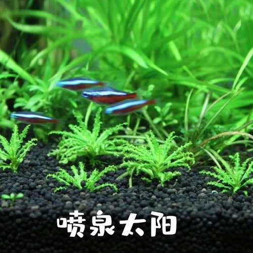喷泉太阳 阴性草好养水草无需co2前景草坪鱼缸水草水下叶真水草景