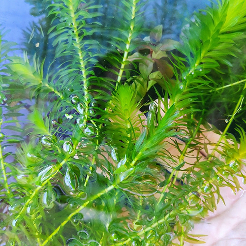 蜈蚣草水草植物养龟鱼缸造景鱼草缸净水绿植新手养鱼绿菊后景草