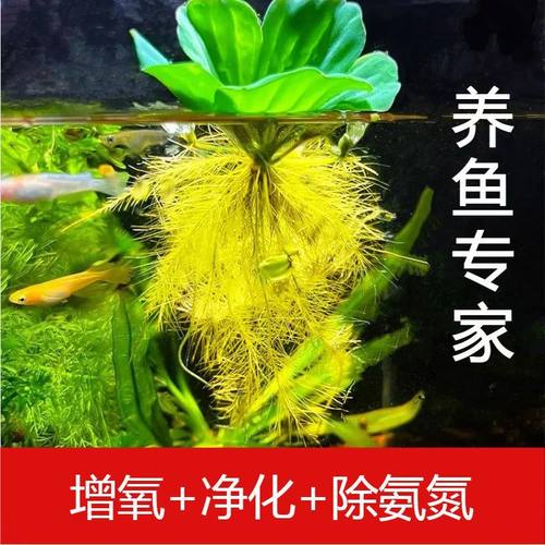 浮萍水草净化水增氧懒人养鱼养龟沉底水培植物鱼缸造景摆件套餐